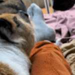 "Que isso, Pedro?": Porquinho criado com cachorros "late" e deixa irmãos caninos sem reação