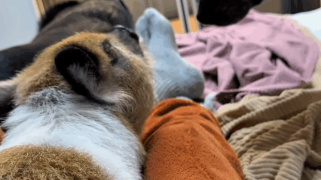 "Que isso, Pedro?": Porquinho criado com cachorros "late" e deixa irmãos caninos sem reação