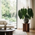 Se você tem um antúrio-veludo sofrendo com o excesso de água, você tem uma planta exótica sofrendo com a podridão radicular: por que e para que ajustar a rega
