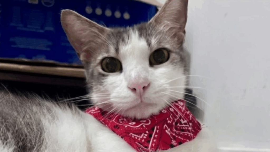 "Só falta uma família": Gatinho com jeito de cachorro conquista protetoras e espera por adoção há meses