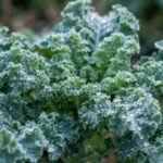 Temperos e hortaliças sofrendo no frio? Entenda como ajustar a adubação e plantar couve com sucesso