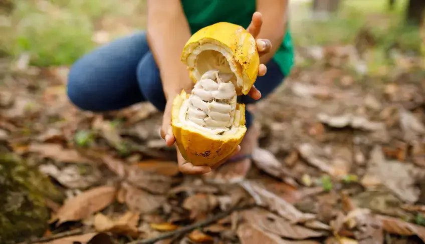 Sebrae promove 2ª Conferência do Mel de Cacau e reúne especialistas para fortalecer cadeia produtiva do setor | ASN Bahia