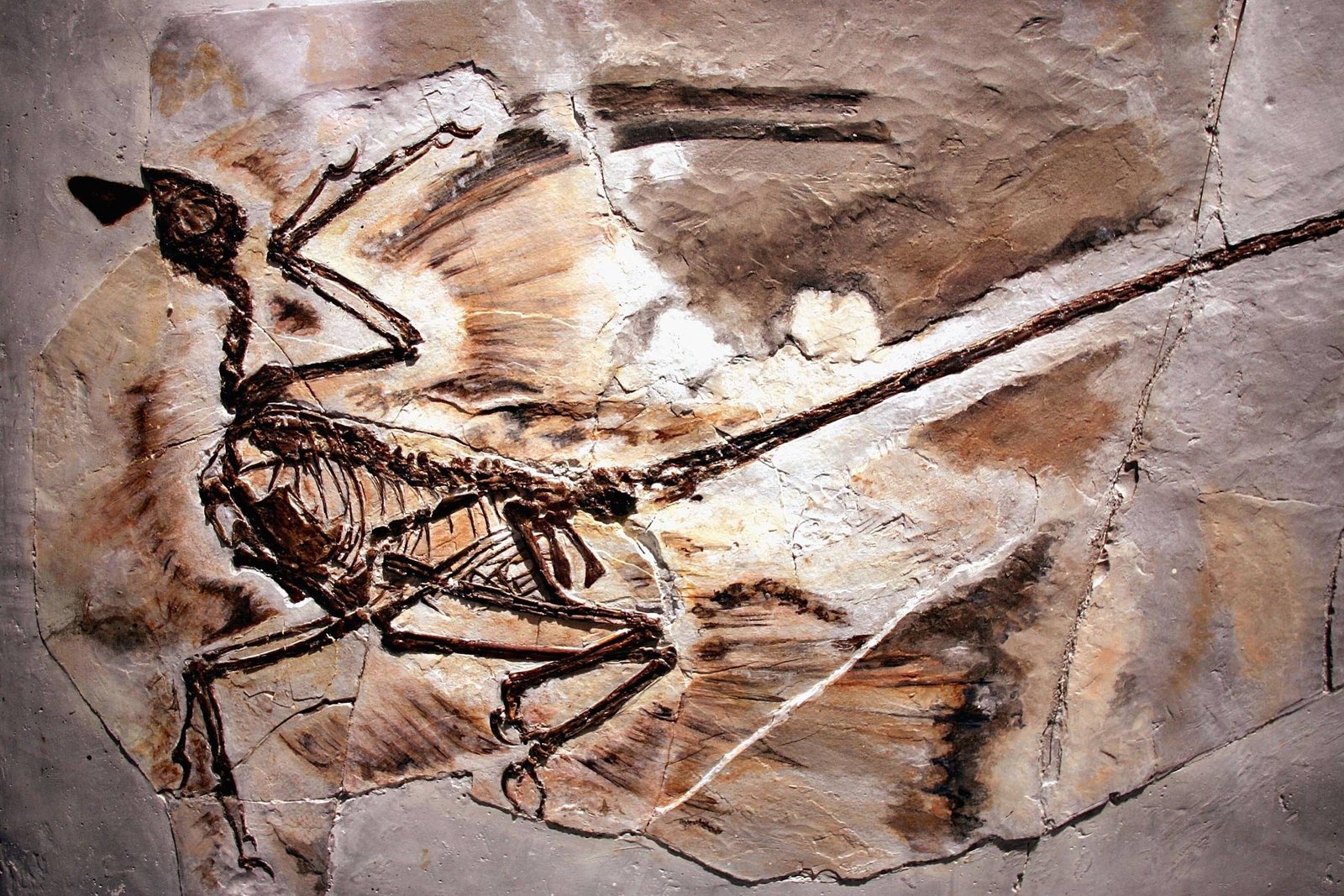 Por que não havia dinossauros minúsculos? – 06/08/2026 – Ciência