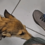 Cachorrinha com cara de graxaim faz teste de DNA para ver se é híbrida e resultado surpreende: “Princesa”