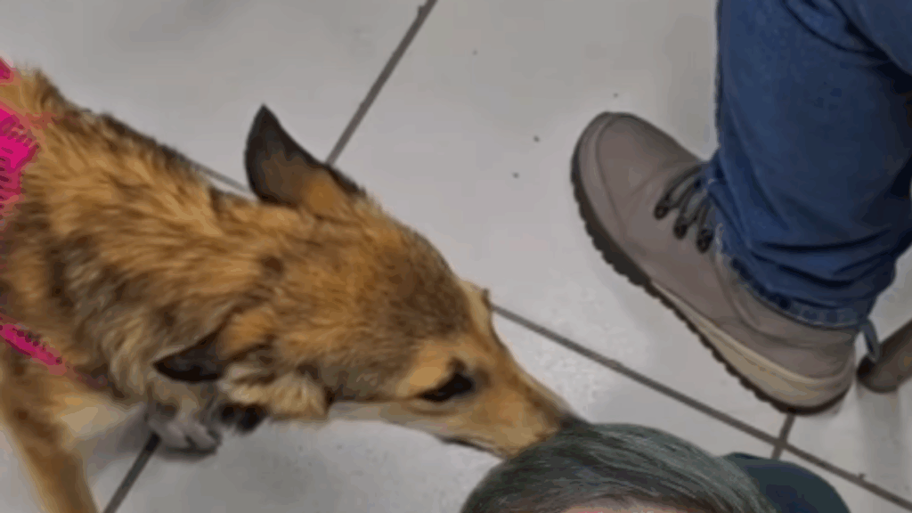 Cachorrinha com cara de graxaim faz teste de DNA para ver se é híbrida e resultado surpreende: “Princesa”