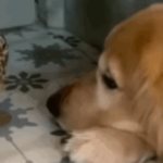 "Como um tesouro precioso": Golden carrega galinha delicadamente pela casa e encanta o ES