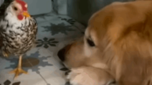 "Como um tesouro precioso": Golden carrega galinha delicadamente pela casa e encanta o ES