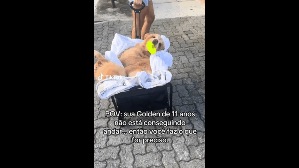 Hannah, a golden de 11 anos que não anda mais, vai à fisioterapia de carrinho e conquista a internet com seu brinquedo na boca