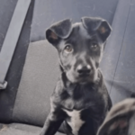 "Ninguém nos olhou": cães voltam desolados da feira de adoção e vídeo gera comoção na web