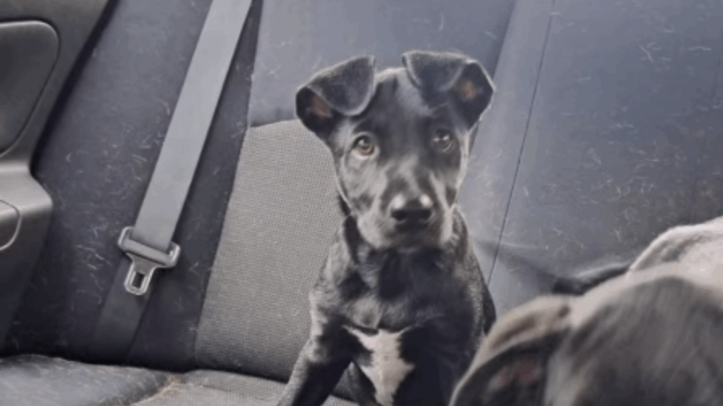“Ninguém nos olhou”: cães voltam desolados da feira de adoção e vídeo gera comoção na web
