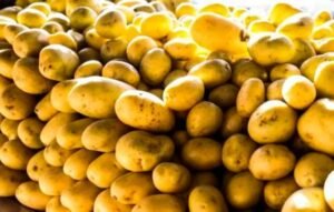 Preço da batata negociada nas principais Ceasas tem queda média de 37,33%
