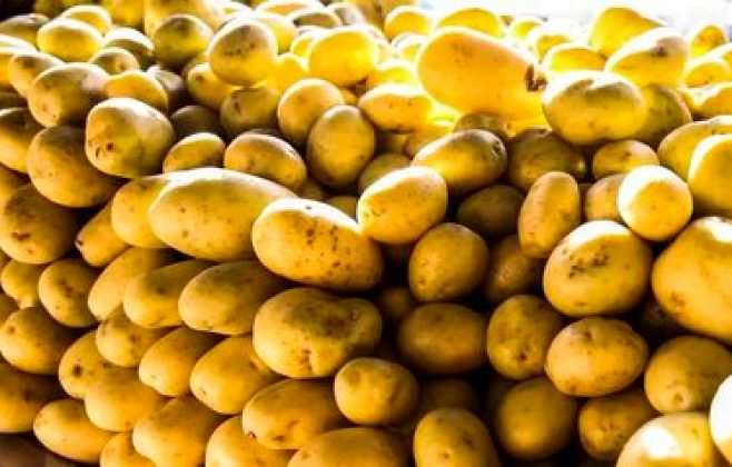 Preço da batata negociada nas principais Ceasas tem queda média de 37,33%
