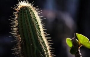 Turismo na Caatinga destaca a diversidade do único bioma exclusivamente brasileiro