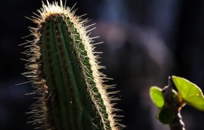 Turismo na Caatinga destaca a diversidade do único bioma exclusivamente brasileiro