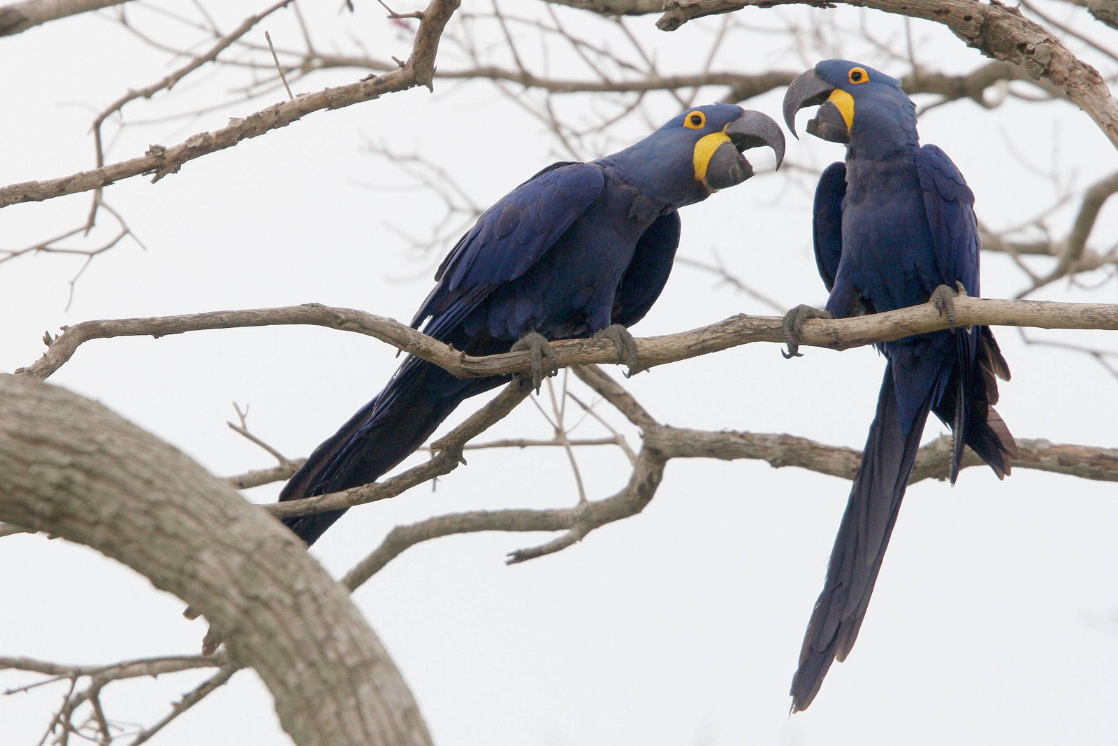 Duas araras-azuis com penas azul-escuras e manchas amarelas ao redor dos olhos estão empoleiradas em galhos secos de árvore sem folhas. Elas se encaram com os bicos abertos, em um fundo claro e desfocado.