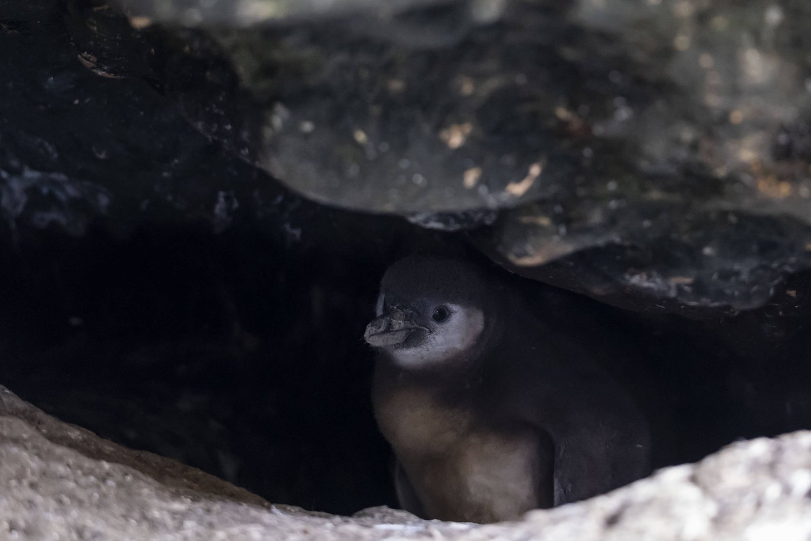 Pinguim jovem está parcialmente iluminado dentro de uma caverna ou fenda rochosa escura, com detalhes visíveis no rosto e peito.