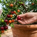 Galhos de aceroleira em vaso aparecem carregados de frutos maduros.
