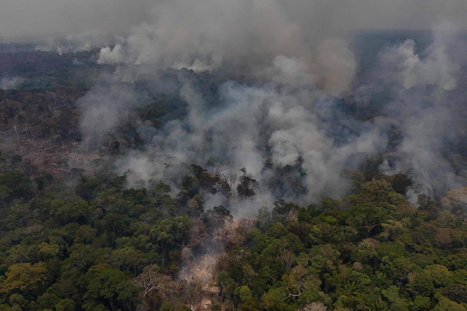 Fumaça densa sobe de várias áreas queimadas em floresta tropical, com árvores verdes e áreas carbonizadas visíveis. O céu está encoberto pela fumaça.