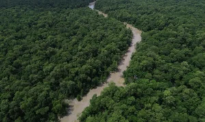 Desmatamento cai 41,8% na Amazônia e 23,8% no Cerrado em um