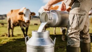 Fertilização in Vitro em animais amplia resultados e fortalece a produção de leite na Bahia | ASN Bahia